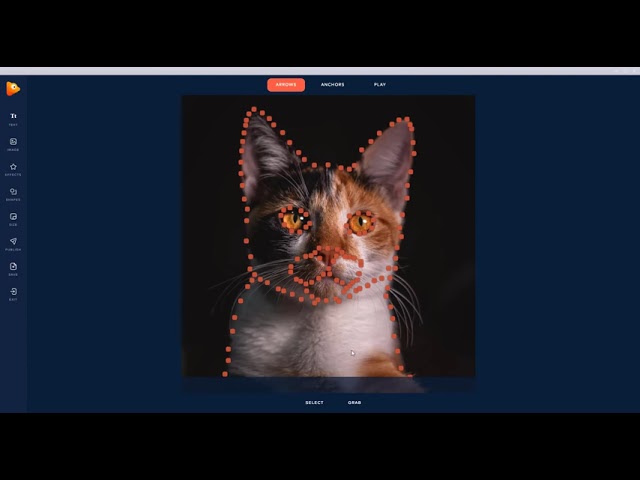 How to Animate a Cat with PhotoVibrance Motion Photo Maker?